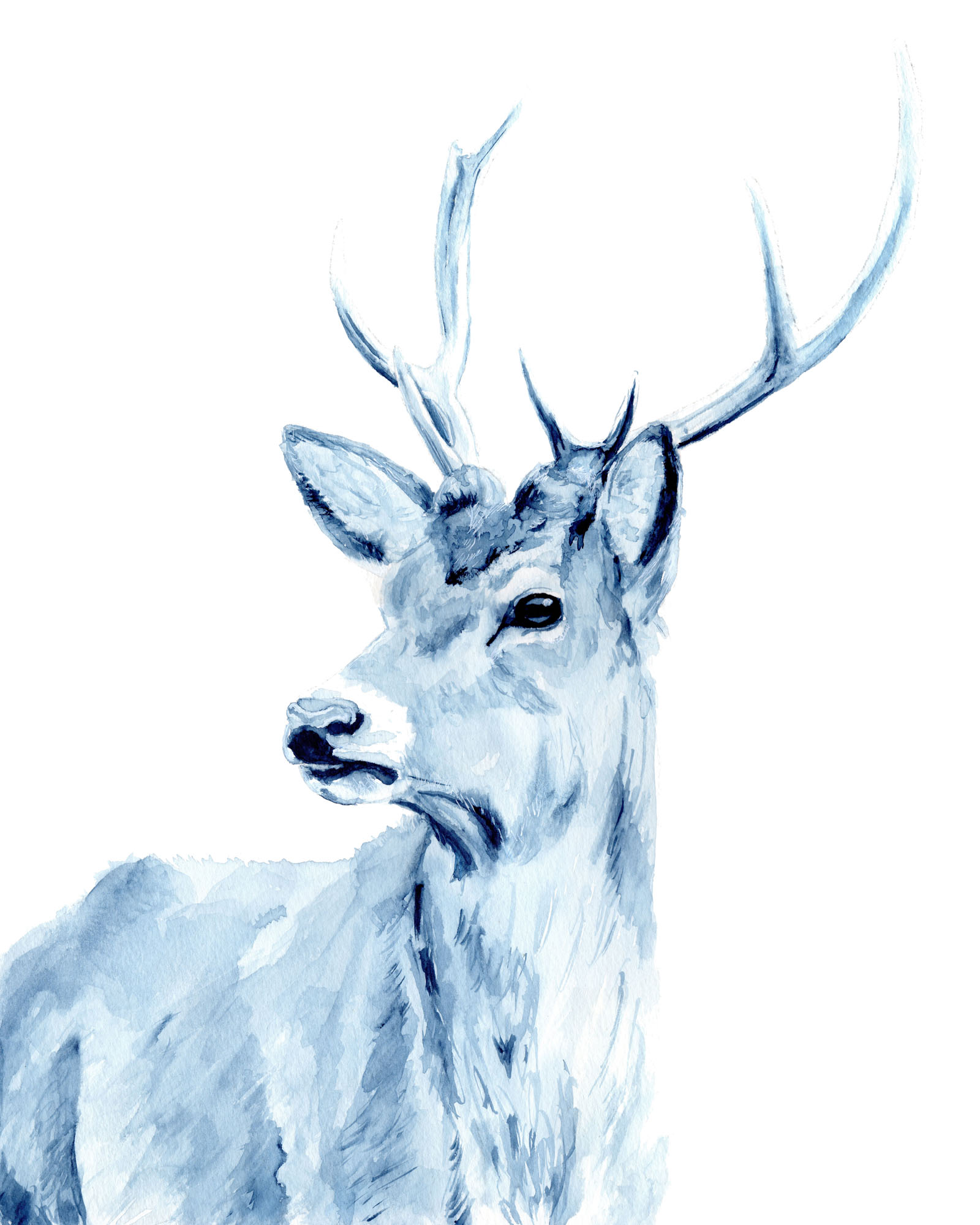 Indigo stag